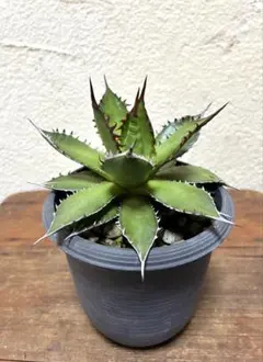 2026年最新】ホリダ アガベの人気アイテム - メルカリ