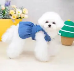 わんちゃん洋服