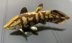 海洋堂　チョコラザウルス　リペイント版　アクセルロディクティス