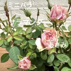 キャンディ様専用ミニバラ♡サラマンダー　あさみ他計3点♡3号♡メルカリ便