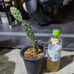 2026年最新】オプンチア スルフレアの人気アイテム - メルカリ