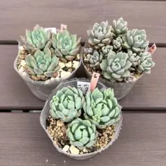 多肉植物3点セット⑥のサムネイル
