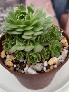 多肉植物　❣️ロスラリア　プラティフィラ❣️のサムネイル