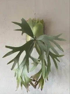 2026年最新】ビフルカツムの人気アイテム - メルカリ