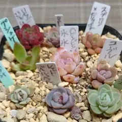 多肉9種セット　雪つぼみ　ミックスベリア　エケベリア　韓国苗　多肉植物