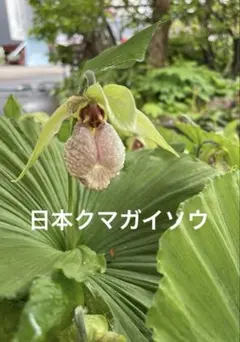 【13日まで限定価格】 山野草 クマガイソウ10株 毎年開花中 新芽付き 2025年最新】日本クマガイソウの人気アイテム - メルカリ