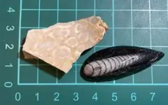 アストロ様 リクエスト 2点 まとめ商品