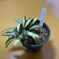 N*a様 ホヤ ケンティアナ バリエガータ 観葉植物のサムネイル