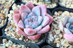 2025年最新】コロラータの人気アイテム - メルカリ