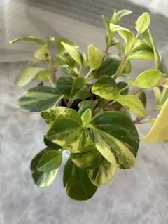 ペペロミア グラベラ斑入り 観葉植物のサムネイル