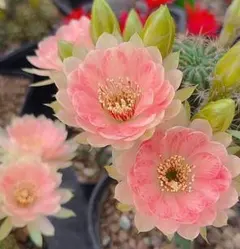 多肉植物 丸弁八重咲き・花サボテン ウィッチカーペット 【国王厳選