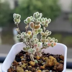 お客様 リクエスト 2点 まとめ商品　ゆうパケットプラス便