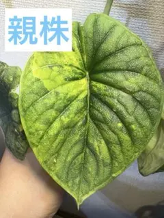 アロカシア メロ　オーレア　斑入り　芋　発根済み　1つのサムネイル