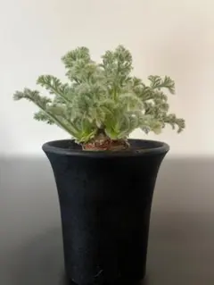 2026年最新】ペラルゴニウムの人気アイテム - メルカリ