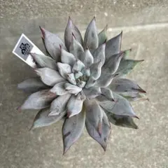 ㉜大きめ 優木園さん苗 桃くま❣️群青蓮花❣️伊弉諾❣️発根済5苗メルカリ便込 ㉜大きめ 優木園さん苗 桃くま❣️群青蓮花❣️伊弉諾❣️