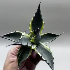 も*ん様 【龍門】アガベ　特選　多肉植物 パラサナ ファイヤーボール　極上株のサムネイル
