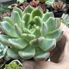 Top【選抜株】多肉植物　363377ブラックローズ錦　36個　鉢無し/脱土 Top【選抜株】多肉植物 363377ブラックローズ錦 32個 鉢無し/脱土