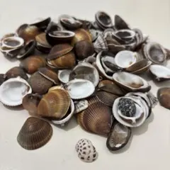 貝殻 約270g 様々なサイズ