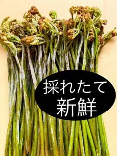 ”採れたて新鮮” わらび500g ”天然物”