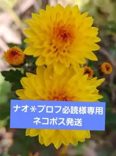ナオ＊プロフ必読様専用　ネコポス発送　ポポロ　ポンポン咲き　小菊　菊　苗