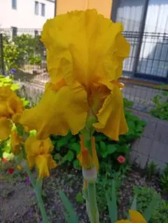 鮮やかな黄色のジャーマンアイリス 根茎　花大きめ　1球根のサムネイル