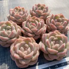 麦秋様 リクエスト 4点 まとめ商品