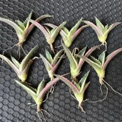 Top【選抜株】多肉植物　361681アガボイデス　12個　鉢無し/脱土 Top【選抜株】多肉植物 361681アガボイデス 12個 鉢無し/脱土 - メルカリ