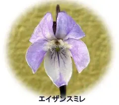 すいっちょん様 リクエスト 2点 まとめ商品