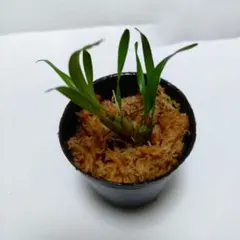 セロジネ　ルカバンエンシス　ポットごとのサムネイル