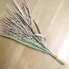 稲穂