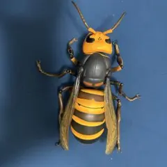 オオスズメバチ 女王蜂 立体標本 4.6cm超 特大サイズ - メルカリ