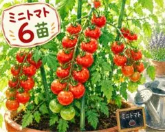 2026年最新】トマト苗の人気アイテム - メルカリ