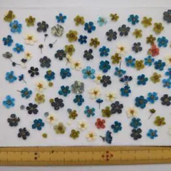 SALE❉押し花素材こでまり❉760