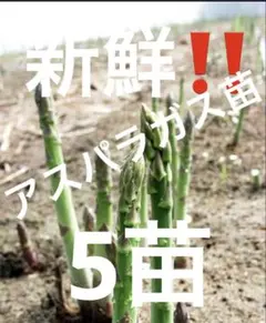 みゃーこ様 リクエスト 2点 まとめ商品