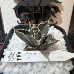 2026年最新】agave dennisの人気アイテム - メルカリ