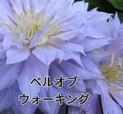 243 ＊shint様 リクエスト 3点 まとめ商品