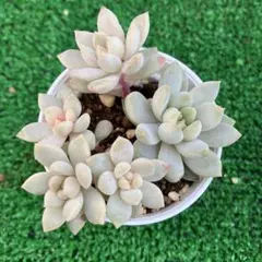 misa様 リクエスト 2点 まとめ商品