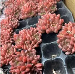 yumitan14様 リクエスト 4点 まとめ商品