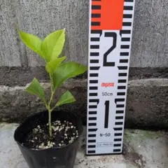 サイパンレモン 挿し木苗 - メルカリ
