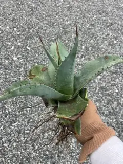 2026年最新】アガベロックガーデンの人気アイテム - メルカリ