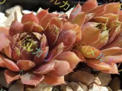 センペルビウム 10品種お名前付き☆カット苗 寄せ植え ちまちま寄せ