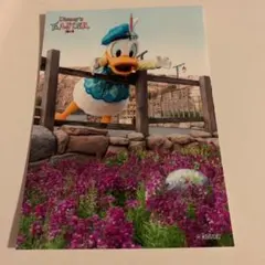 ディズニー　スペフォ　スペシャルフォト　ドナルド
