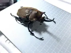 2026年最新】エレファスゾウカブト 標本の人気アイテム - メルカリ