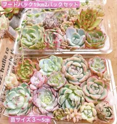 多肉植物カット苗詰め合わせ　寄せ植えセット　フードパック19㎝2パック