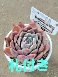 2026年最新】ファームパルクさん苗の人気アイテム - メルカリ