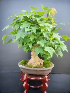 楓 かえで カエデ 楓盆栽 かえで盆栽 盤根 盆栽 紅葉 - メルカリ