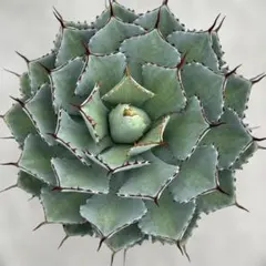 Agave / 吉祥冠矮性 - メルカリ