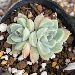 苺花 多肉アン 多肉植物 エケベリアのサムネイル