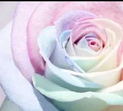 マッシュルーム様専用 リンクル