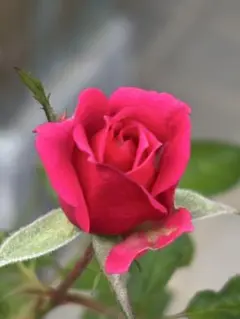 ミニバラ苗　ピンク　苗木　　7.5センチポットごと